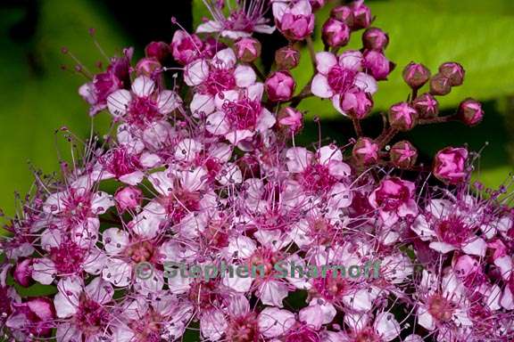 spirea japonica 6 graphic